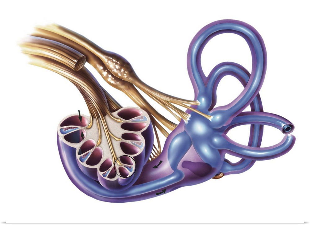 Cochlea detail with vestibulocochlear nerve.