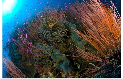Colony of red whip fan coral with fish species, Papua New Guinea