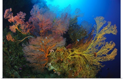 Colorful assorted sea fans and soft coral, Solomon Islands