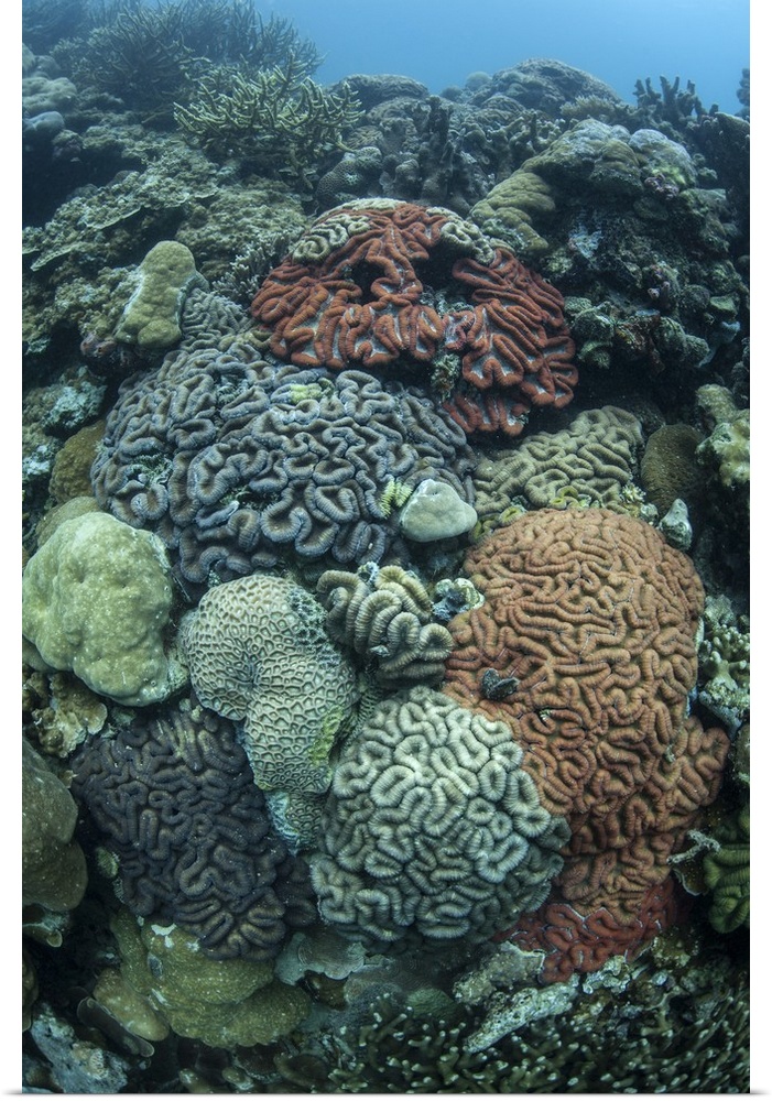 Colorful reef-building corals grow on a reef inside Palau's lagoon.