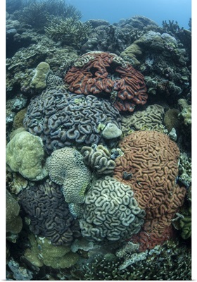 Colorful reef-building corals grow on a reef inside Palau's lagoon