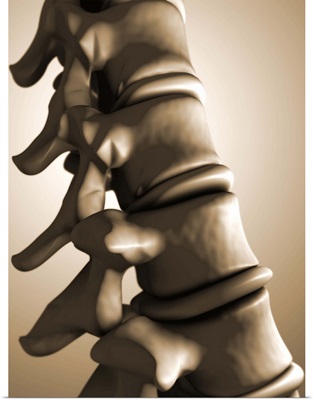 Conceptual image of human backbone