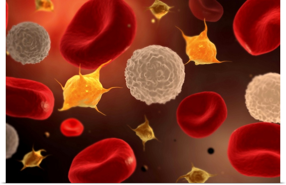 Conceptual image of platelets with white blood cells and red blood cells.