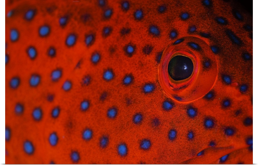 Coral grouper eye detail, Cephalopholis miniata, Komodo National Park, Nusa Tenggara, Indonesia, Pacific Ocean