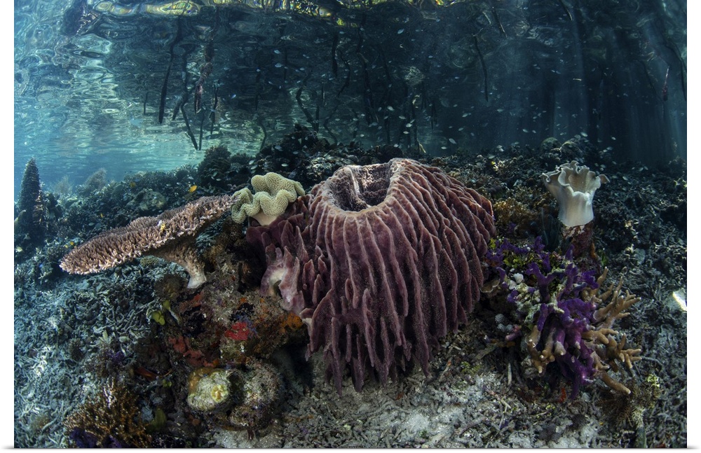 Corals, sponges, and other invertebrates in Raja Ampat, Indonesia.
