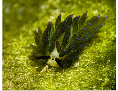 Costasiella sapsucking slug, Milne Bay, Papua New Guinea