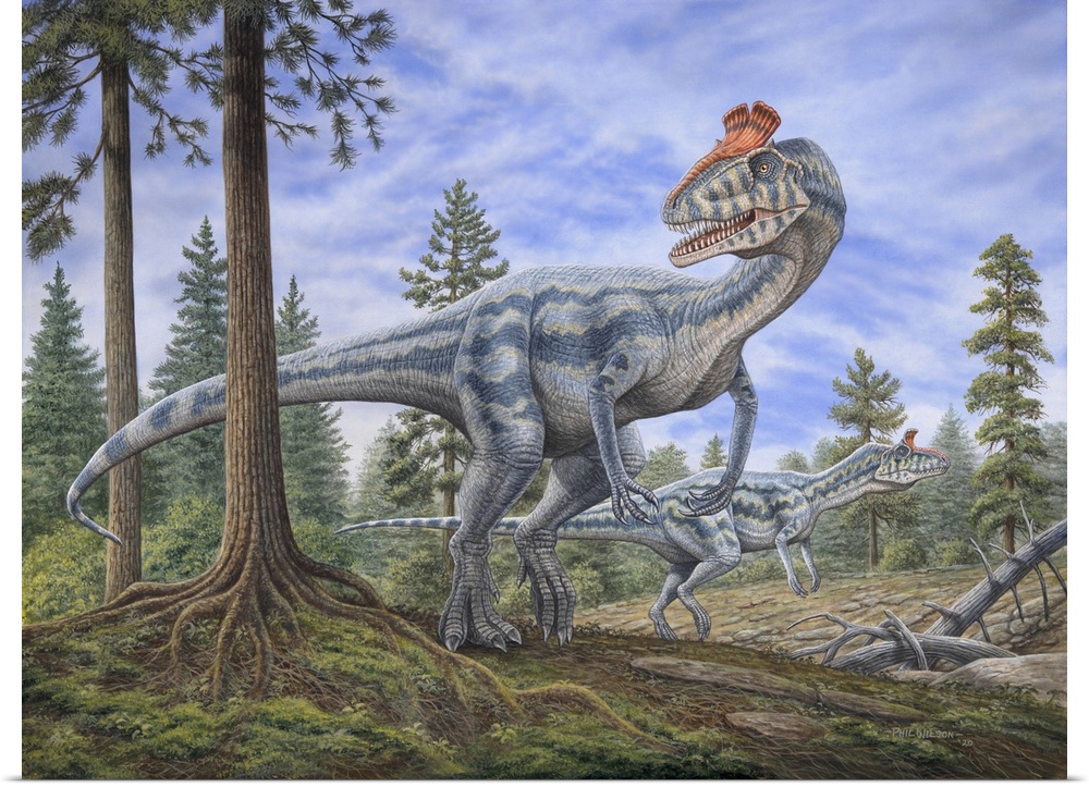 Cryolophosaurus dinosaurs hunting for prey in a prehistoric environment.