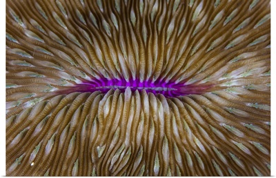 Detail of a mushroom coral on a reef in Raja Ampat, Indonesia.