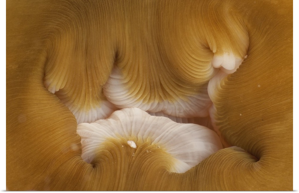 Detail of the mouth of a beige and white anemone, North Sulawesi.