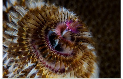 Detail Of The Tentacles Of A Christmas Tree Worm