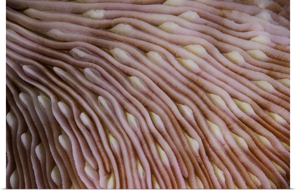 Detail of the texture on a mushroom coral (Fungia sp.) growing in Wakatobi National Park, Indonesia. This remote region is...