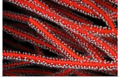 Detailed close-up view of soft coral polyps feeding, Fiji