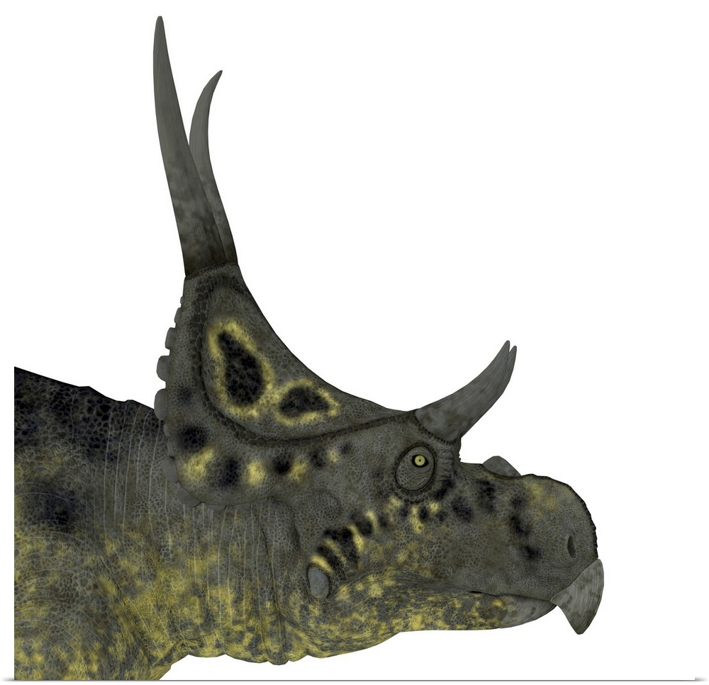 Diabloceratops dinosaur head.