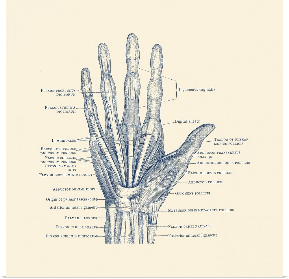 Diagram depicting the bones, ligaments and muscles throughout the hand and fingers.