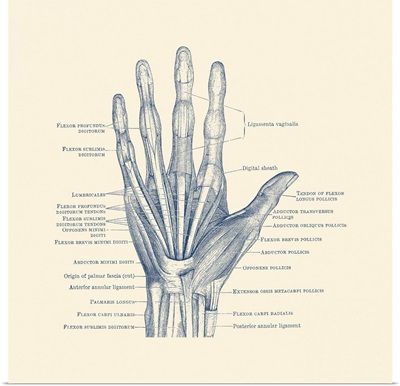 Diagram Depicting The Bones, Ligaments And Muscles Throughout The Hand And Fingers