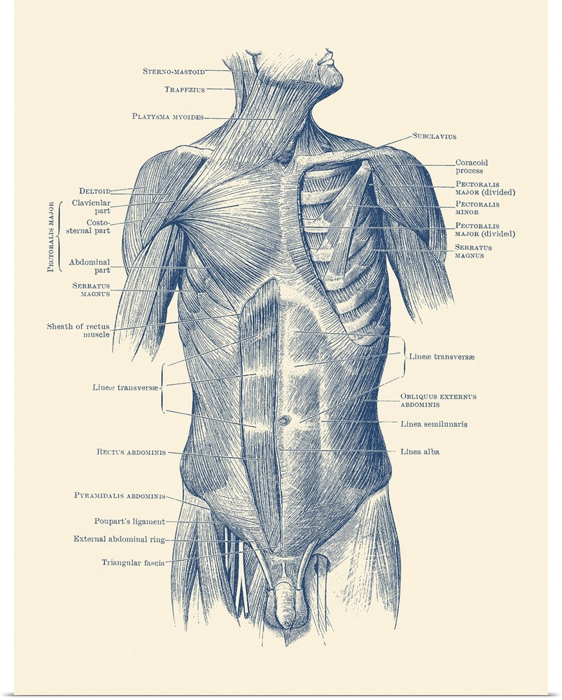 Diagram depicting the neck, chest, abdomen and pelvic regions of a male body.