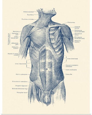 Diagram Depicting The Neck, Chest, Abdomen And Pelvic Regions Of A Male Body