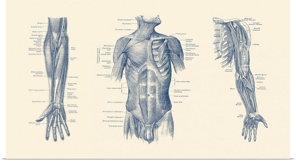 Diagram depicting the neck, chest, abdomen and pelvic regions of a male body.