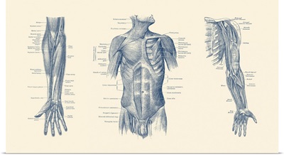 Diagram Depicting The Neck, Chest, Abdomen And Pelvic Regions Of A Male Body