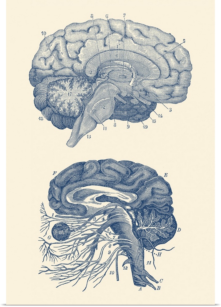 Diagram of the arteries of the brain and the circulatory system surrounding the brain.