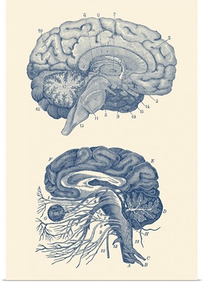 Diagram Of The Arteries Of The Brain And The Circulatory System Surrounding The Brain