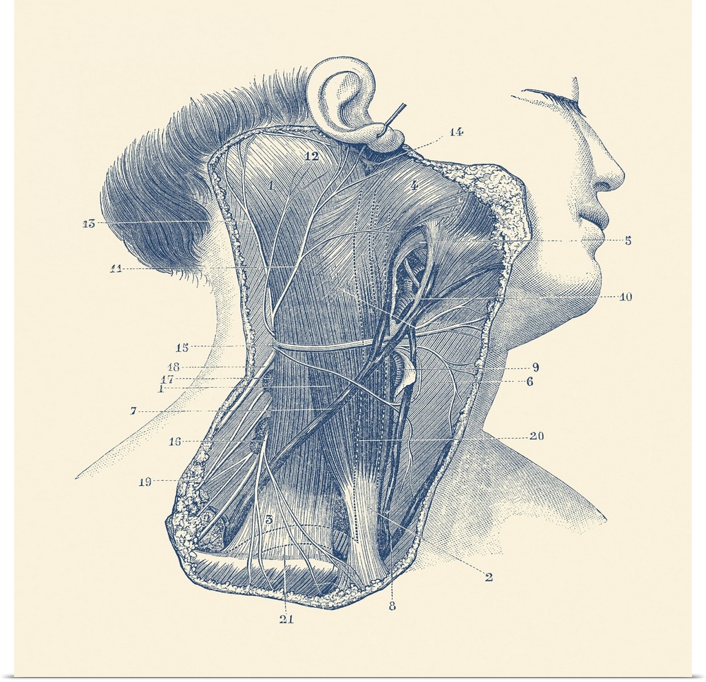 Diagram of the muscular and circulatory systems throughout the front of the neck.