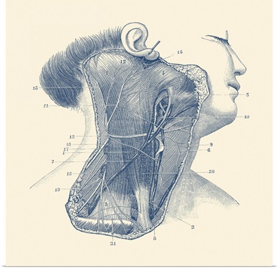 Diagram Of The Muscular And Circulatory Systems Throughout The Front Of The Neck