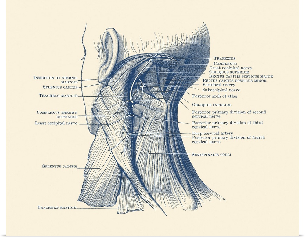 Diagram of the muscular system on the back of a human neck.