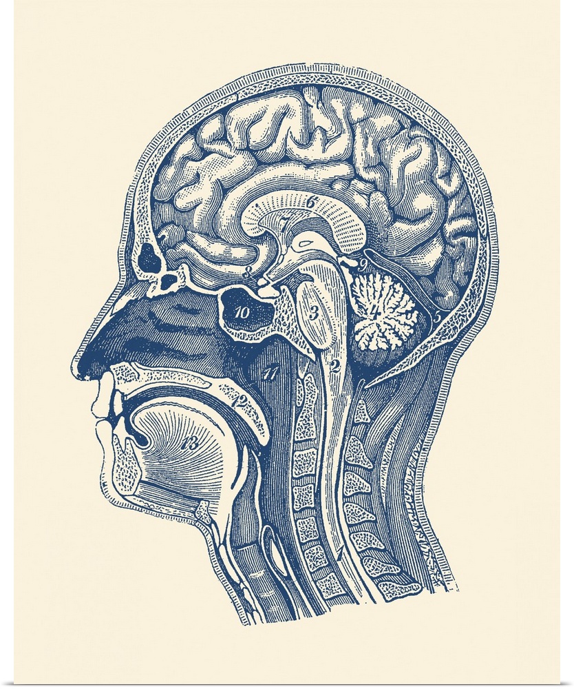 Diagram showcasing the arteries of the brain, spinal cord and facial anatomy.