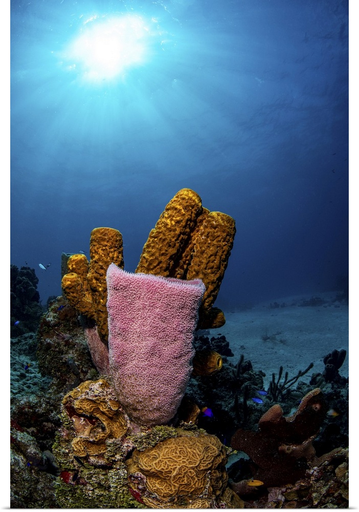 Different types of sponges on a coral reef, Caribbean Sea, Mexico.