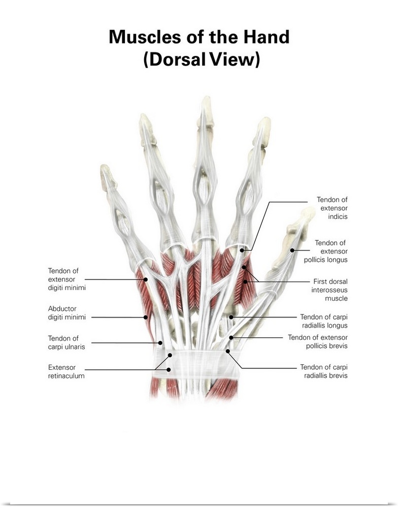 Digital illustration of muscles of the hand, dorsal view (no labels).