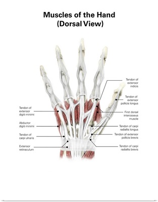 Digital illustration of muscles of the hand, dorsal view