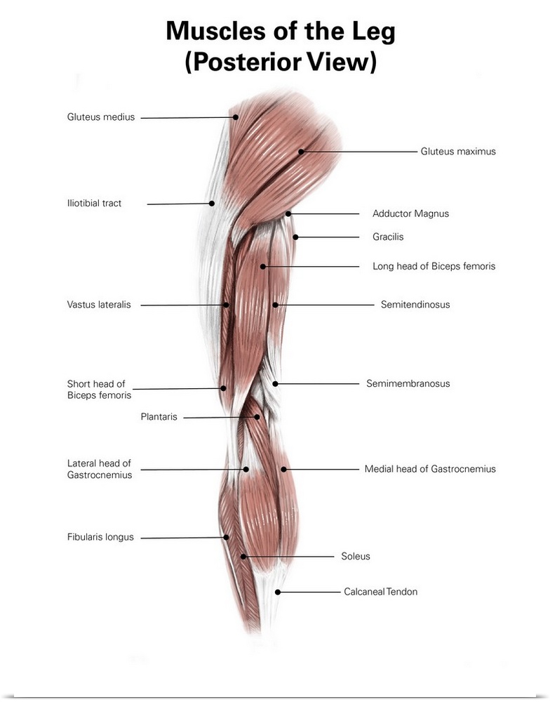 Digital illustration of the posterior muscles of the leg.