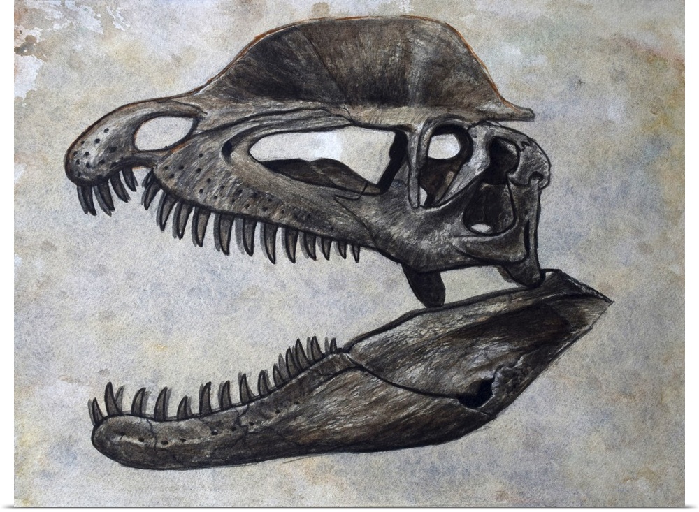 Dilophosaurus dinosaur skull on textured background.