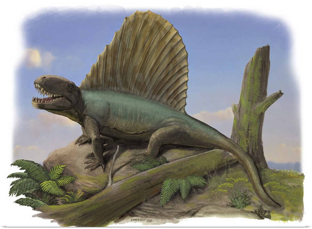 Dimetrodon limbatus, a prehistoric animal.