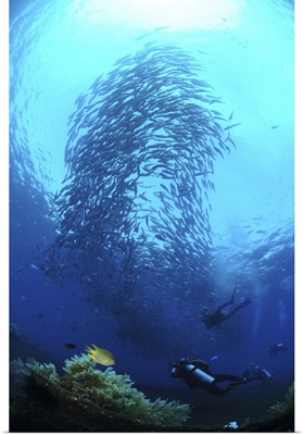 Divers photographing a school of trevally, Bali, Indonesia