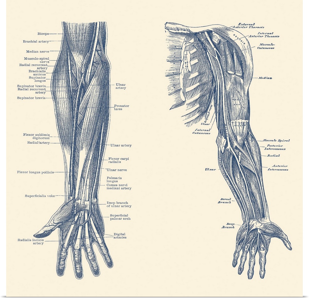 Dual-view diagram of the human arm and hand, showing ligaments, muscles and veins.