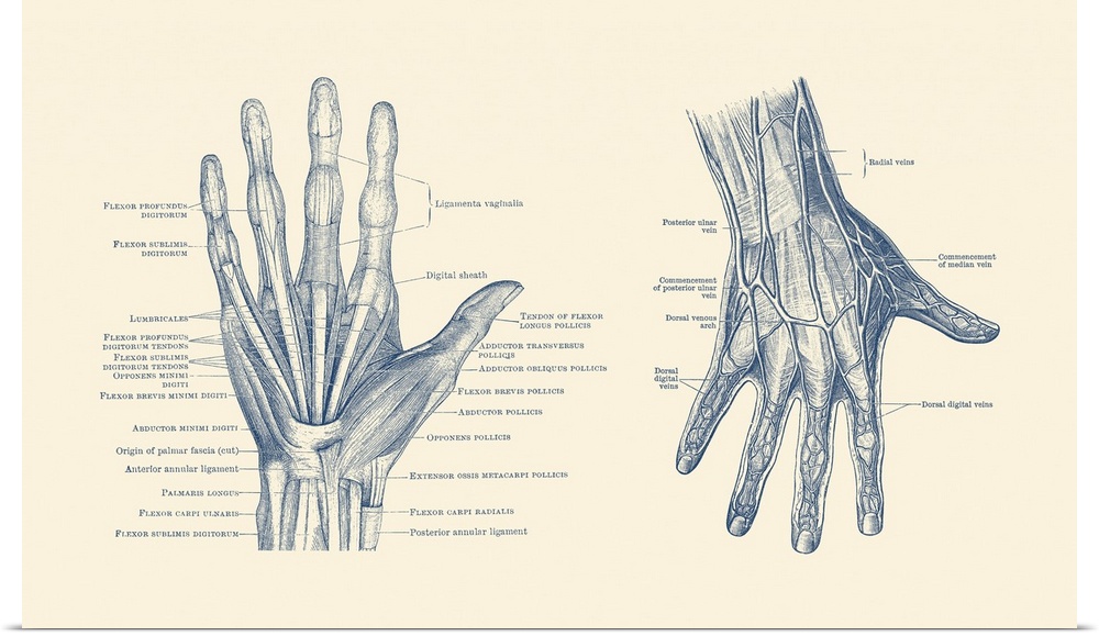 Dual-view diagram of the human hand, showcasing ligaments, muscles and veins.