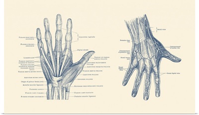 Dual-View Diagram Of The Human Hand, Showcasing Ligaments, Muscles And Veins