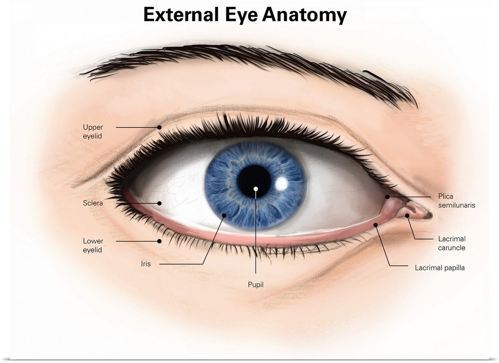 External anatomy of the human eye (with labels).