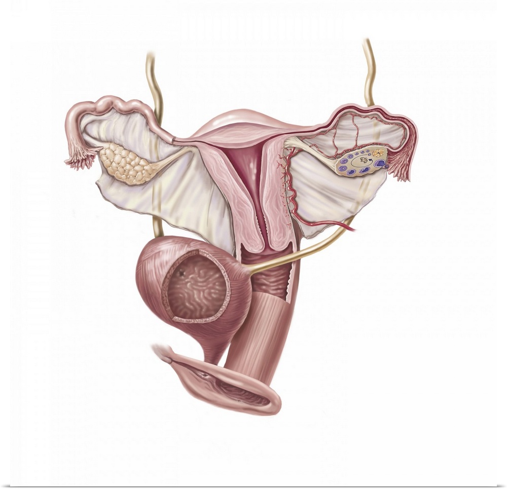 Female reproductive organs, bladder and external anatomy.