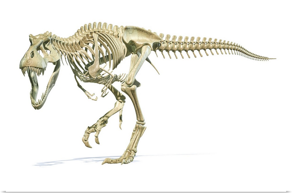 Full skeleton 3D rendering of Tyrannosaurus rex dinosaur.