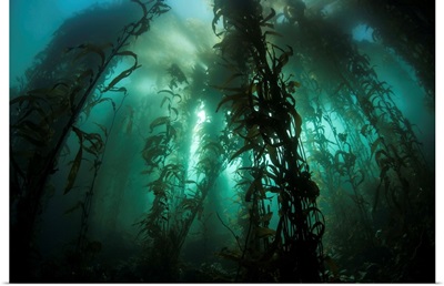 Giant kelp (Macrocystis pyrifera) grows off the coast of California