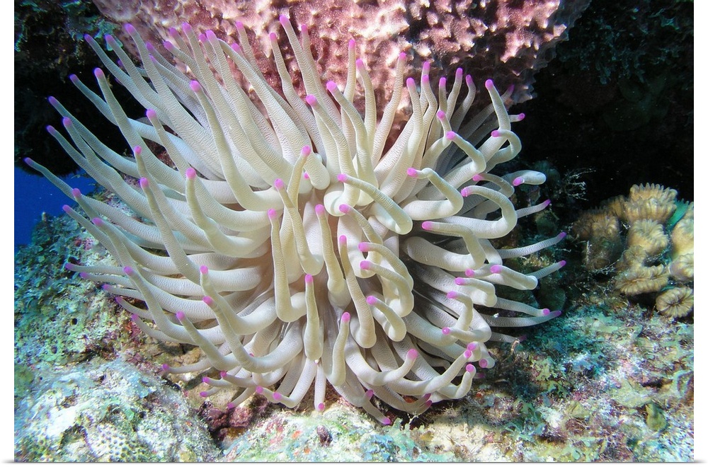 Giant sea anemone on reef in Cozumel, Mexico.