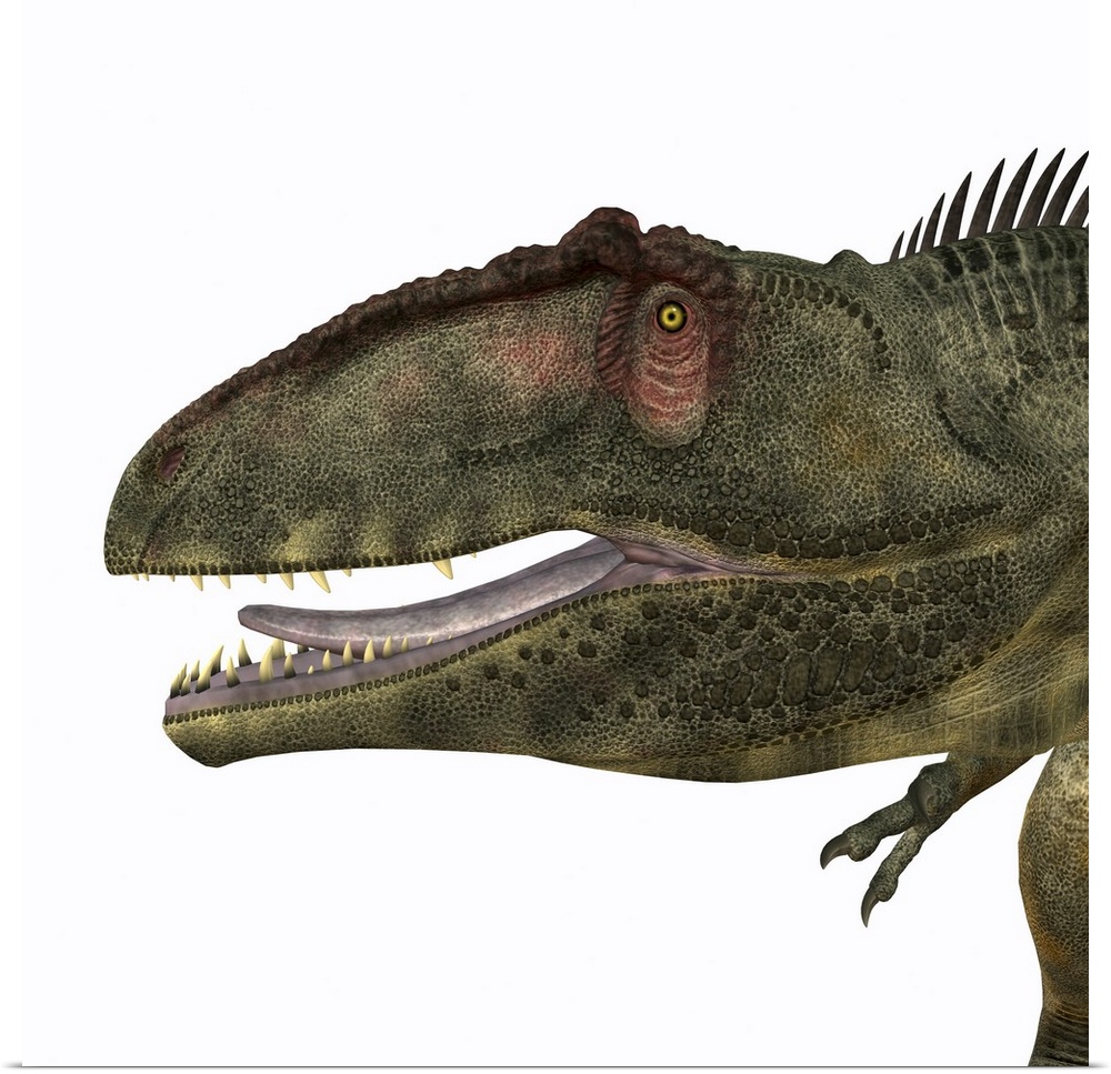 Giganotosaurus was a theropod carnivorous dinosaur that lived in the Cretaceous Period of Argentina.