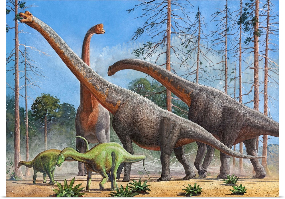 Giraffatitan and Dicraeosaurus dinosaurs grazing in a prehistoric environment.