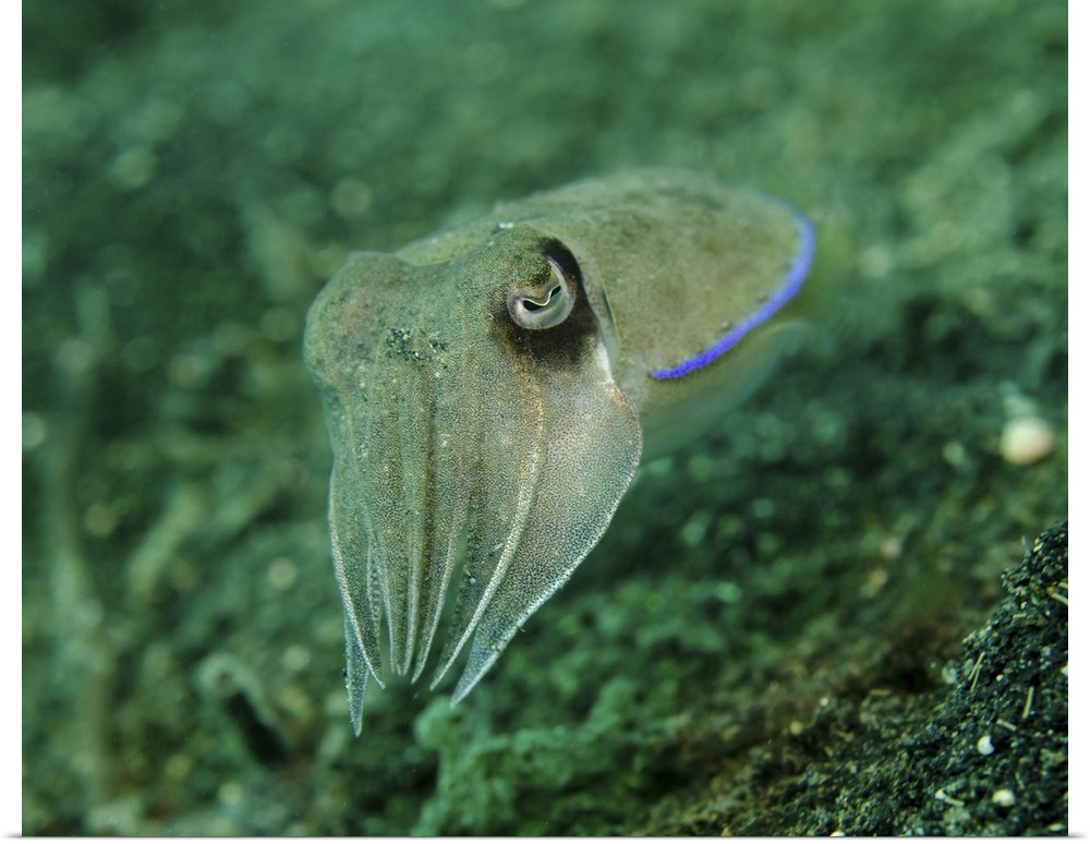 Golden cuttlefish, Lembeh Strait, Indonesia.