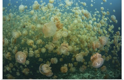 Golden jellyfish swim inside a lake in the Republic of Palau