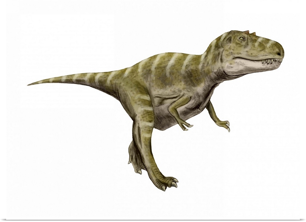 Gorgosaurus dinosaur, white background.