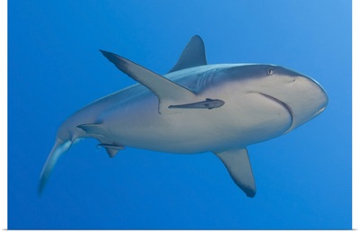 Gray reef shark with remora, Papua New Guinea